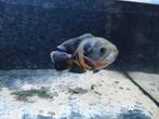 Pauwoog, Dieren en Toebehoren, Vis