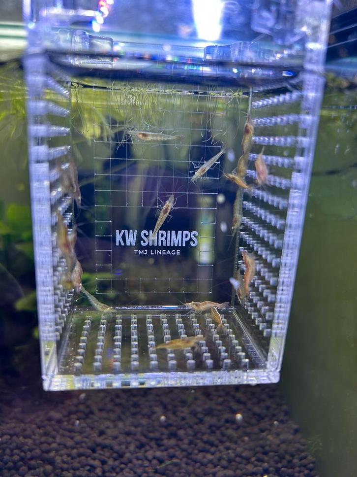 Diverse garnalen, Dieren en Toebehoren, Vissen | Aquariumvissen, Kreeft, Krab of Garnaal