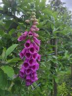 Zaden Digitalis donkerroze met donker hart, Verzenden, Volle zon