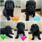 Lieve Cockapoo Puppies Te koop, Dieren en Toebehoren, Overige rassen, CDV (hondenziekte), 8 tot 15 weken, Meerdere dieren