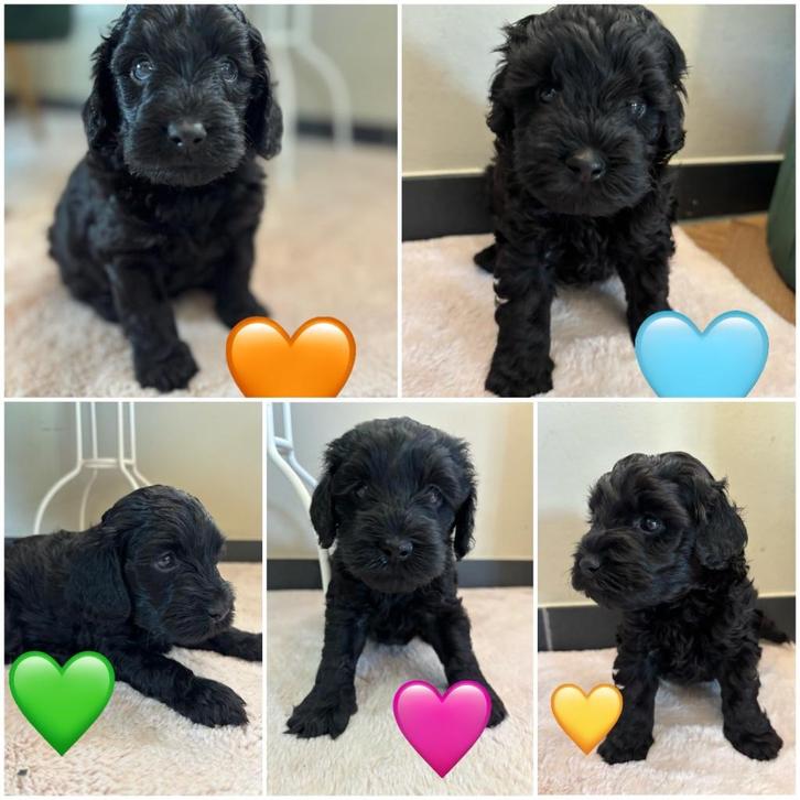 Lieve Cockapoo Puppies Te koop, Dieren en Toebehoren, Honden | Retrievers, Spaniëls en Waterhonden, Meerdere dieren, Overige rassen