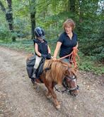 Twee shetlanders zoeken verzorgers, Dieren en Toebehoren, Ophalen of Verzenden, Zo goed als nieuw, Dressuur