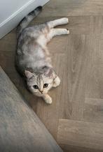 British Shorthair poes, Poes
