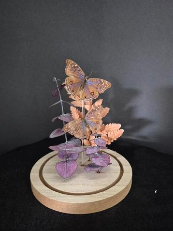 Stolp met Junonia rhadama female  beschikbaar voor biedingen