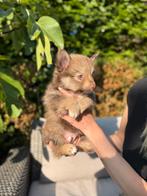 Unieke en onweerstaanbare pup zoekt zijn gouden mandje! ️, Reu, CDV (hondenziekte), 8 tot 15 weken, Eén hond