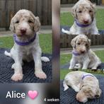 Poedel pups, Overige rassen, 8 tot 15 weken, Meerdere, Meerdere dieren