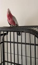 Super tamme jonge rose kaketoe, Mannelijk, Papegaai, Geringd