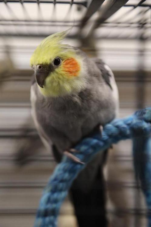 Valkparkiet | Baby's | Makkelijk Tam, Dieren en Toebehoren, Vogels | Parkieten en Papegaaien, Parkiet, Geslacht onbekend, Pratend