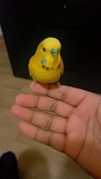 Half tamme grasparkiet man, Dieren en Toebehoren, Vogels | Parkieten en Papegaaien, Mannelijk, Parkiet