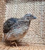 Te koop kwartel man, Mannelijk, Tropenvogel