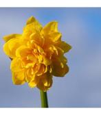 Biologische bloembollen Narcis Tête Rosette, Ophalen of Verzenden, Najaar, Volle zon, Bloembol