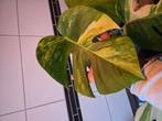 monstera borsigiana aurea (no tc), Huis en Inrichting, Kamerplanten, Ophalen of Verzenden, Halfschaduw, Minder dan 100 cm