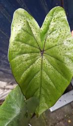 Alocasia en Colocasia,  diverse mooie soorten., Ophalen of Verzenden, Overige soorten, Minder dan 100 cm