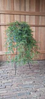XL Grevillea 'Bronze Rambler' - Prachtige Bodembedekker, Bodembedekkers, Volle zon, Vaste plant, Ophalen of Verzenden