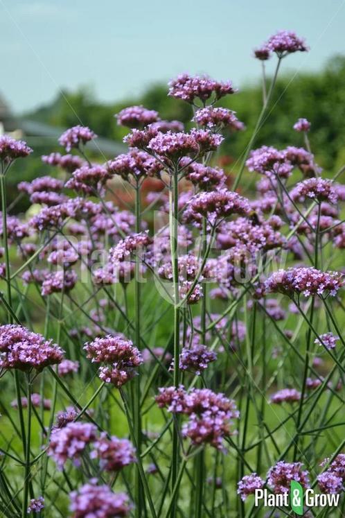 Vaste plantenstekken, Tuin en Terras, Planten | Tuinplanten, Bodembedekkers, Halfschaduw, Zomer, Ophalen