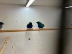 Te koop: forbes papegaai amadines mannen, Mannelijk, Tropenvogel