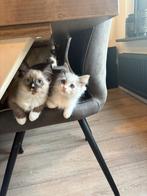 Ragdoll kittens mogen verhuizen😺🐾, Meerdere dieren, Ingeënt, 0 tot 2 jaar