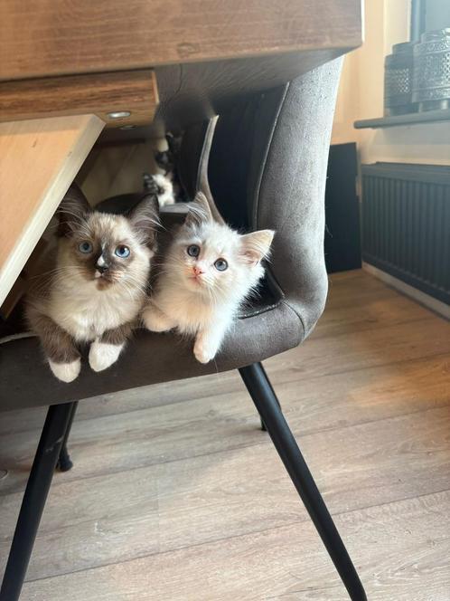 Ragdoll kittens mogen verhuizen😺🐾, Dieren en Toebehoren, Katten en Kittens | Raskatten | Langhaar, Meerdere dieren, 0 tot 2 jaar