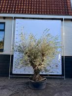 Vertakte Olijfboom lage stam, Bloeit niet, 100 tot 250 cm, Olijfboom, Ophalen