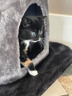 3 prachtige kittens, Meerdere dieren, Kortharig, 0 tot 2 jaar