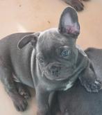 Franze buldog, 8 tot 15 weken, Parvo, Bulldog, Meerdere