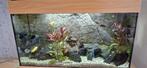 Compleet aquarium, Dieren en Toebehoren, Vissen | Aquaria en Toebehoren, Ophalen, Zo goed als nieuw, Gevuld zoetwateraquarium