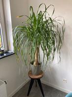 Te koop: Olifantspoot, Ophalen, Halfschaduw, In pot, Minder dan 100 cm