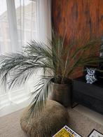 Phoenix Roebelenii dubbele stam - 160cm hoog, kweekpot 30cm, Ophalen, Palm, Halfschaduw, 150 tot 200 cm