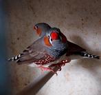 Zebravink te koop, Dieren en Toebehoren, Mannelijk, Tropenvogel