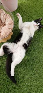 1kruising korthaar Boskat en 1kruising maincoon poes, Dieren en Toebehoren, Katten en Kittens | Raskatten | Korthaar, Kater, Ingeënt