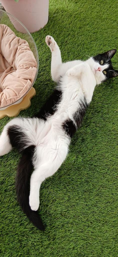 1kruising korthaar Boskat en 1kruising maincoon poes, Dieren en Toebehoren, Katten en Kittens | Raskatten | Korthaar, Kater, 0 tot 2 jaar