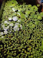 Amazone kikkerbeet - Limnobium laevigatum en Salvinia Minima, Dieren en Toebehoren, Vissen | Aquaria en Toebehoren, Ophalen, Plant(en), Steen of Hout