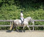 Super knappe spaanse ruin, Dieren en Toebehoren, Pony's, Ruin