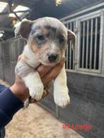 Prachtig nestje Welsh Corgi puppy's, Dieren en Toebehoren, 8 tot 15 weken, Meerdere, Meerdere dieren, Nederland