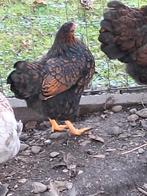 Wyandotte krielhennen, Mannelijk, Kip