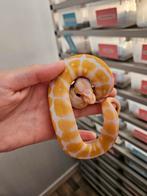 Albino 100%Clown 0.1 vrouwtje 2025 Python Regius, Slang