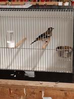 Kastanjeruglijster man 2025, Dieren en Toebehoren, Vogels | Overige Vogels, Mannelijk, Tropenvogel, Geringd