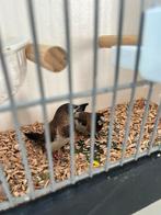 japanse meeuw koppel met TT kooi, Dieren en Toebehoren, Meerdere dieren, Tropenvogel, Geringd