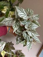Begonia planten VANDAAG GOEDKOOP VERZENDEN zie advertentie, Ophalen of Verzenden, Halfschaduw, Minder dan 100 cm