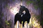 Homozygoot zwartbont warmbloedhengst Zuperhero  ggk AES, Dieren en Toebehoren, Paarden en Pony's | Dekhengsten en Fokmerries, Hengst