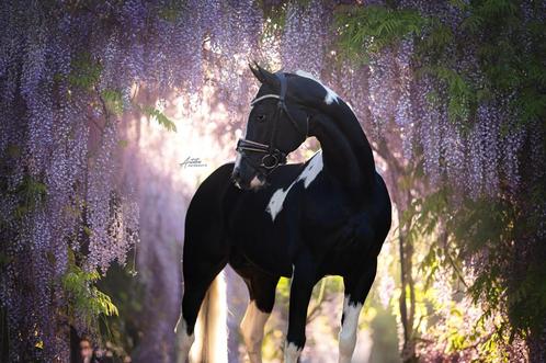 Homozygoot zwartbont warmbloedhengst Zuperhero  ggk AES, Dieren en Toebehoren, Paarden en Pony's | Dekhengsten en Fokmerries, Hengst