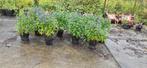 Caryopteris 'Heavenly Blue', Ophalen, Laurier, Struik, Minder dan 100 cm