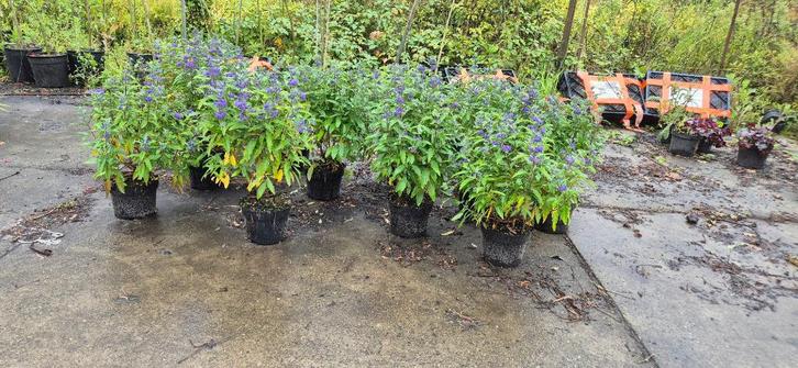 Caryopteris 'Heavenly Blue', Tuin en Terras, Planten | Struiken en Hagen, Struik, Laurier, Minder dan 100 cm, Ophalen