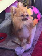 Chihuahua Te koop, Dieren en Toebehoren, Honden | Chihuahua's en Gezelschapshonden, Rabiës (hondsdolheid), Reu, 1 tot 2 jaar, Eén hond