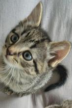 Lieve Bengaalse Kittens, Dieren en Toebehoren, Poes, Ontwormd, 0 tot 2 jaar