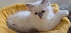 Ragdoll kitten  te koop, Meerdere dieren, Gechipt, 0 tot 2 jaar