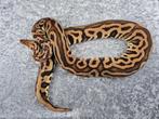 python regius pastel leopard spotnose 66% ph. clown, Slang, Tam, 3 tot 6 jaar