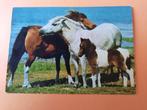 paard kaart poppverlag Pony's met veulens, Ophalen, 1960 tot 1980, Ongelopen, Paard