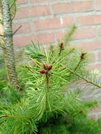 bomen en struiken, Tuin en Terras, Planten | Bomen, Halfschaduw, Overige soorten, Lente, 100 tot 250 cm