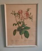 Franse vintage / brocant rozen prent., Antiek en Kunst, Kunst | Litho's en Zeefdrukken, Ophalen of Verzenden
